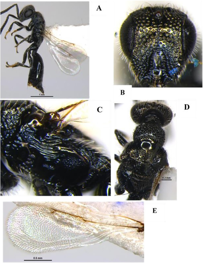 Figure 5
