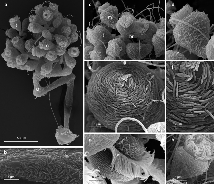 Fig 9