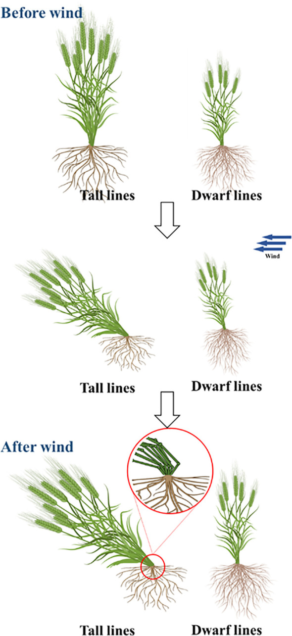 Figure 4
