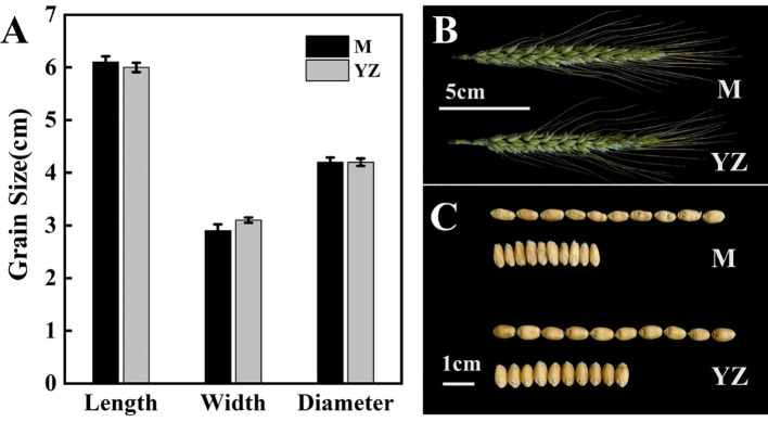 Figure 5