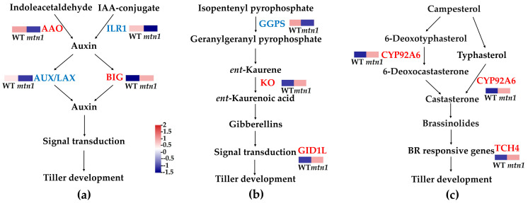Figure 7