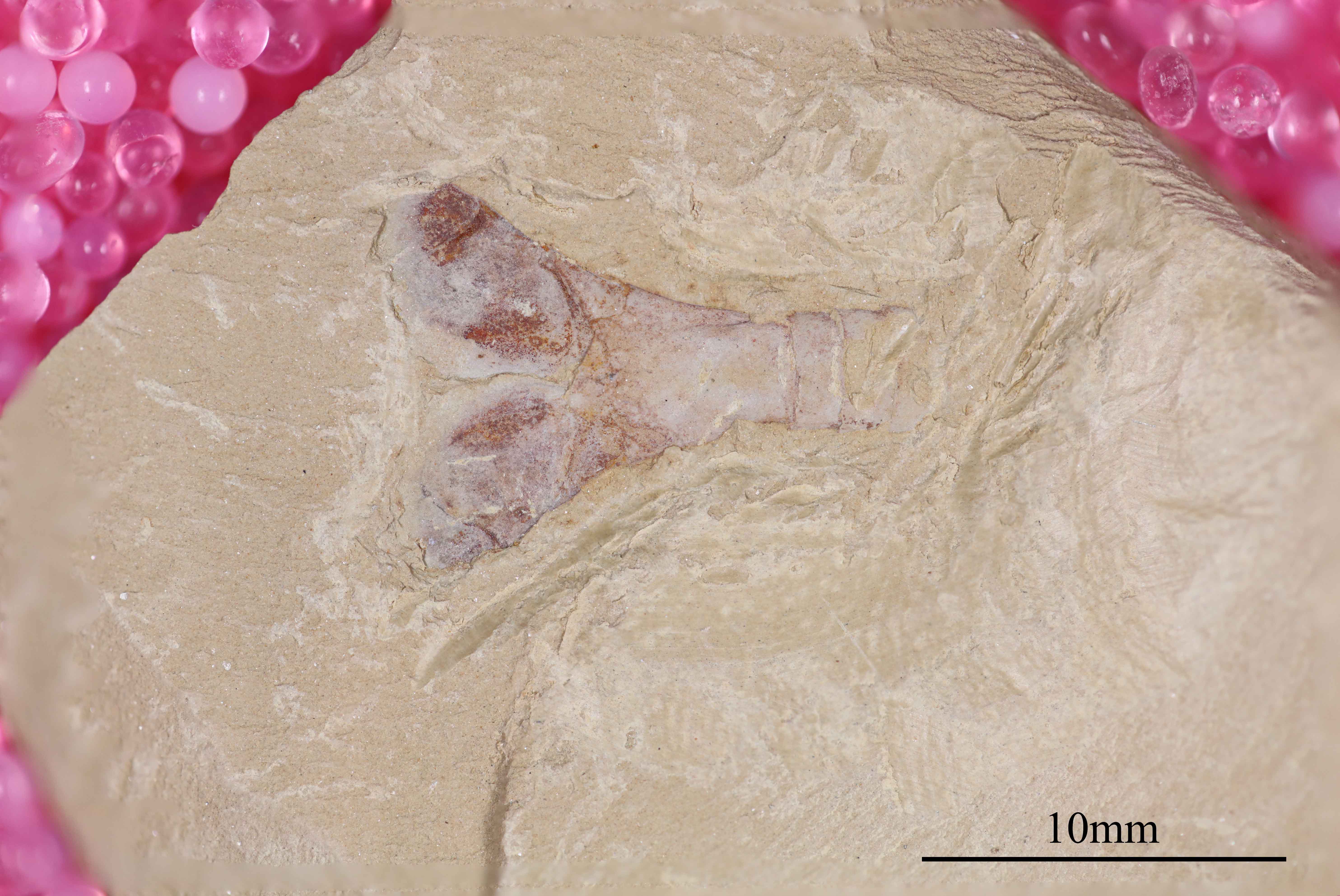 Figure 14