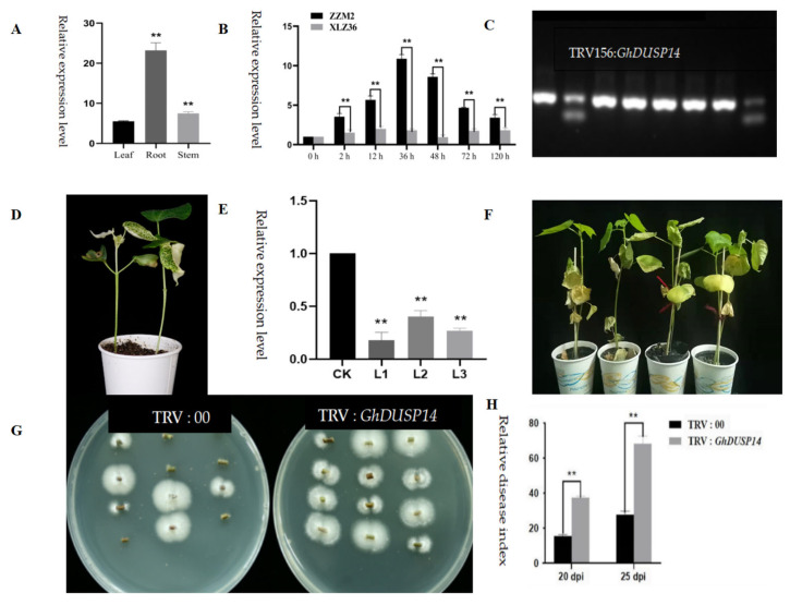 Figure 12