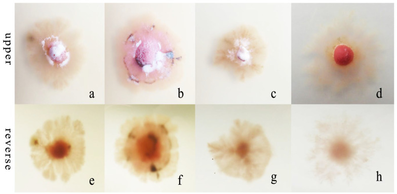 Figure 7