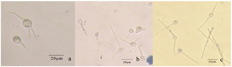 Figure 10
