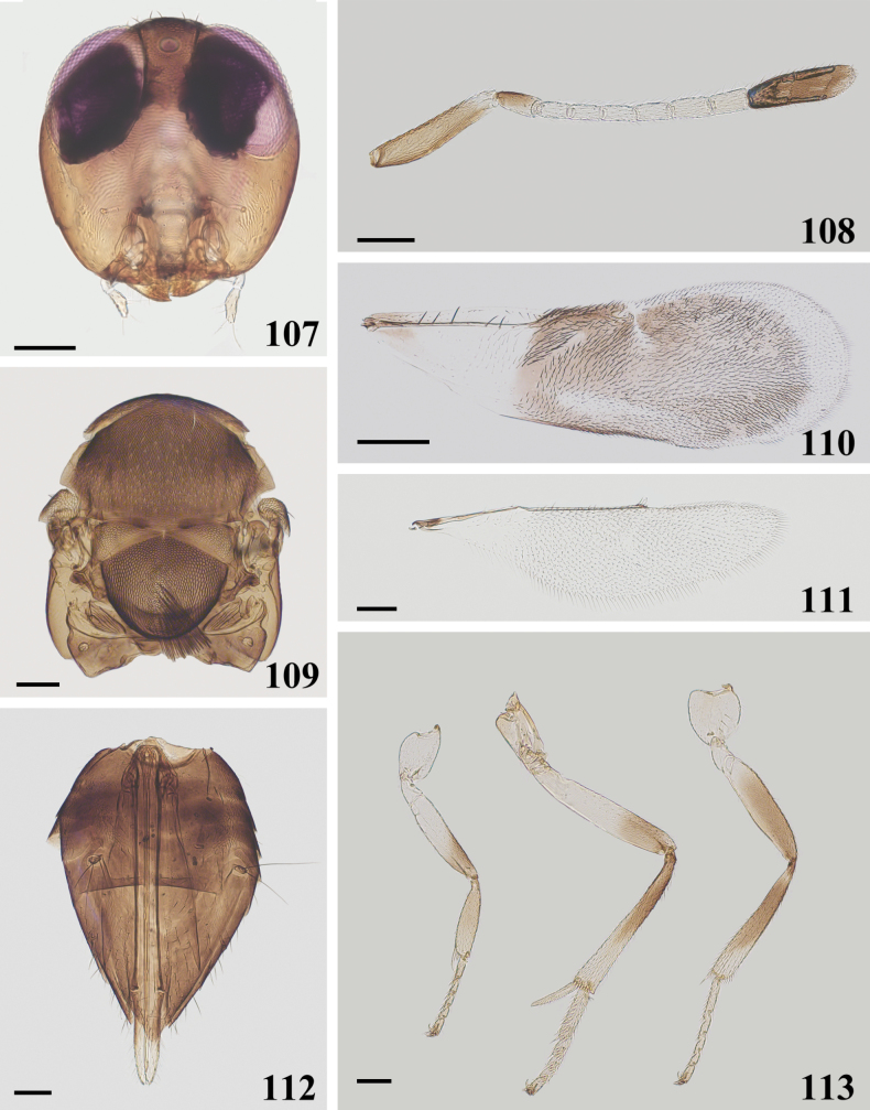 Figure 17