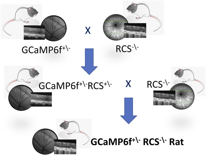 FIGURE 1