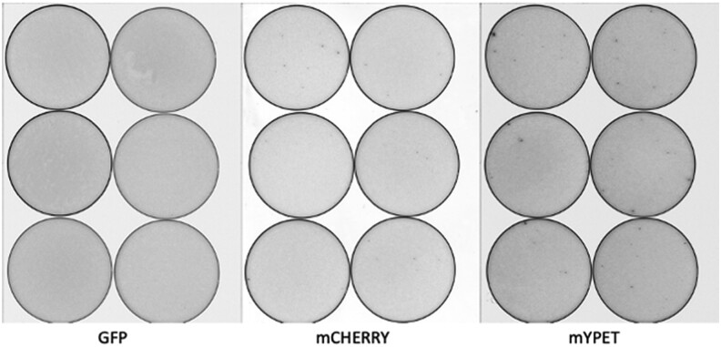 Fig. 7