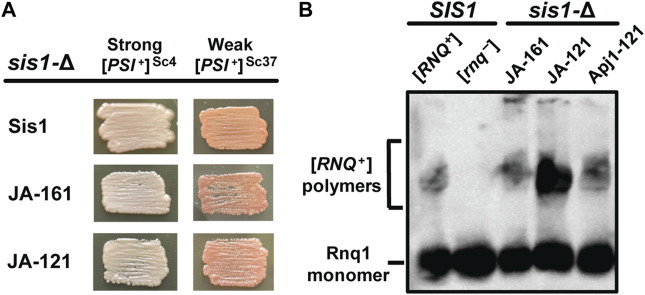 FIGURE 3