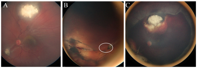 Figure 5