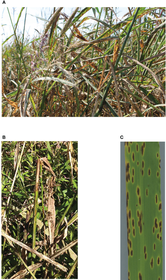 Figure 1