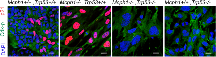 Figure 13