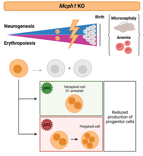 Figure 14