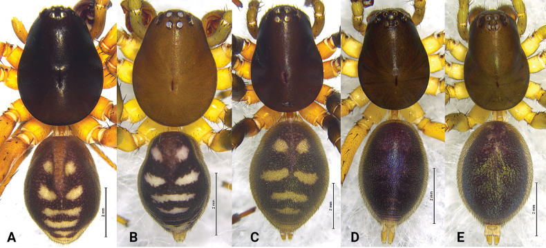 Figure 10