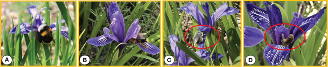 Figure 4