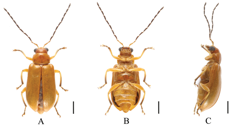 Figure 4