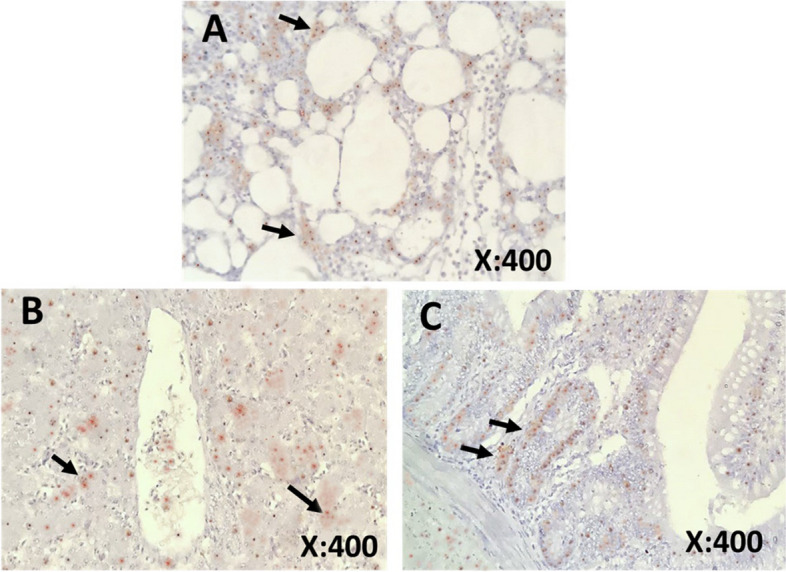 Figure 9