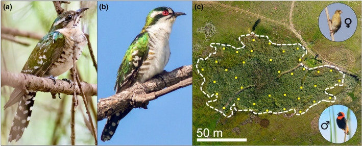 FIGURE 1