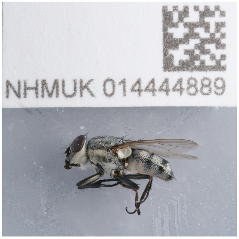 Figure 1