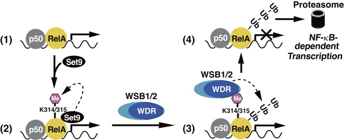 Figure 7