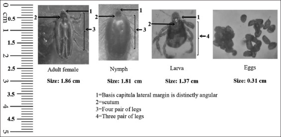 Figure-2