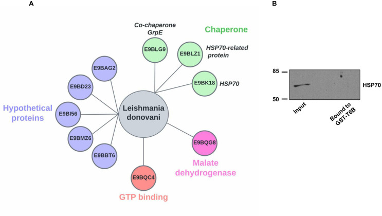 Fig 6