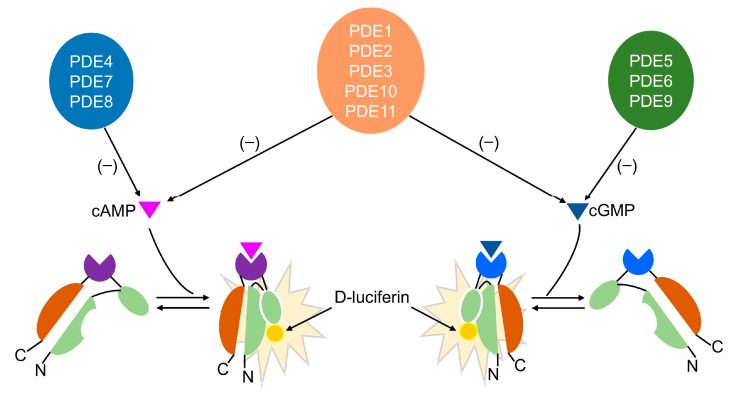Figure 8