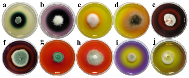 Figure 5