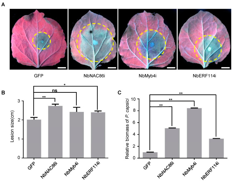 Figure 4