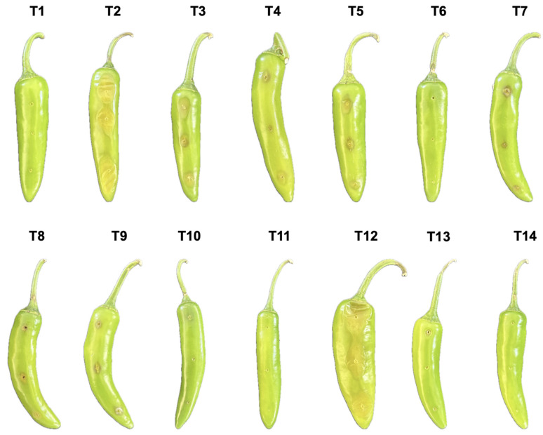 Figure 12