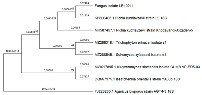 Figure 4