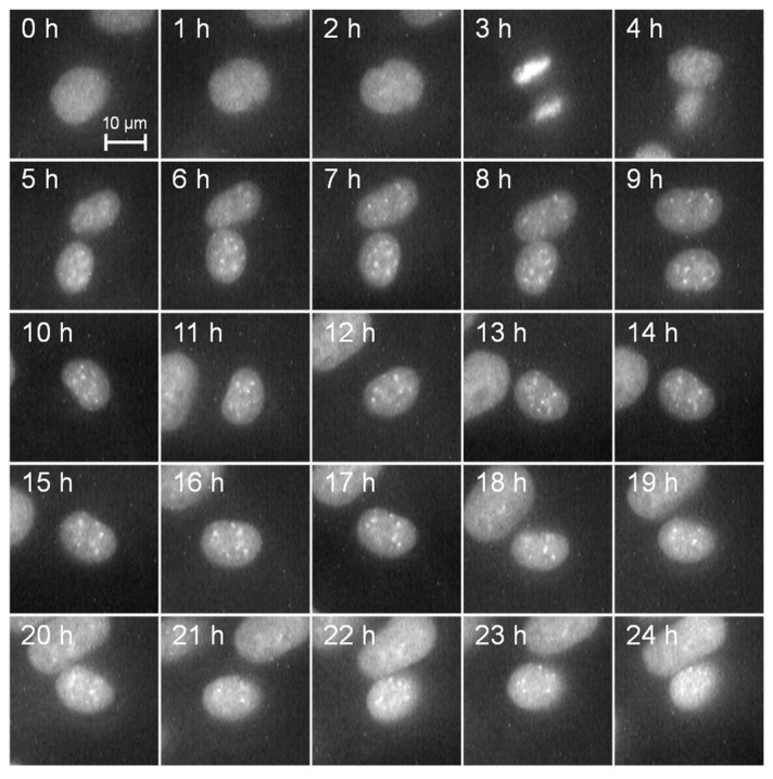 Figure 2