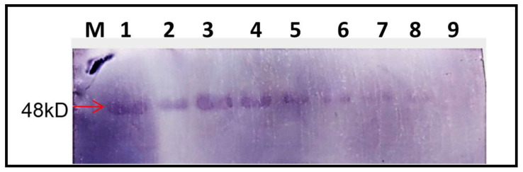 Figure 10