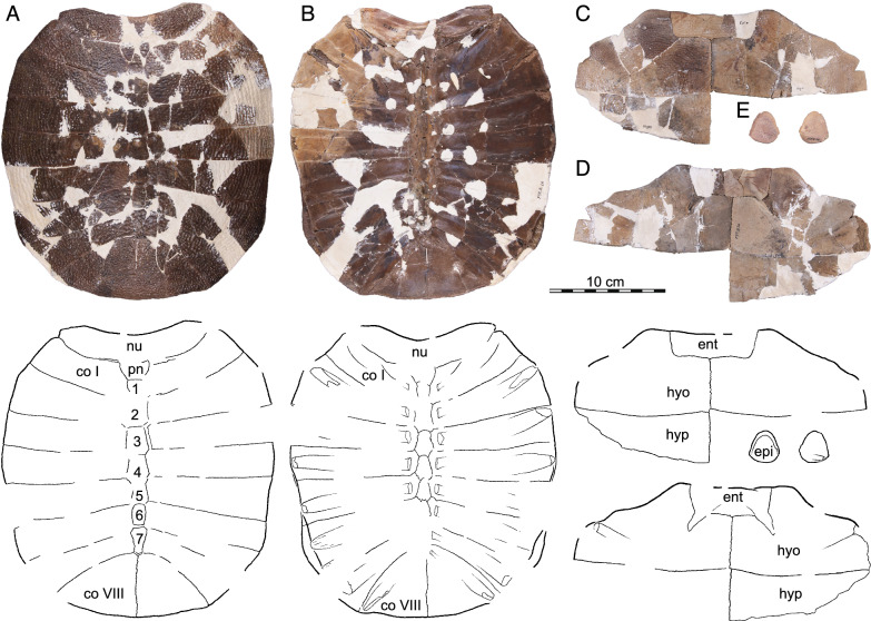 Figure 11