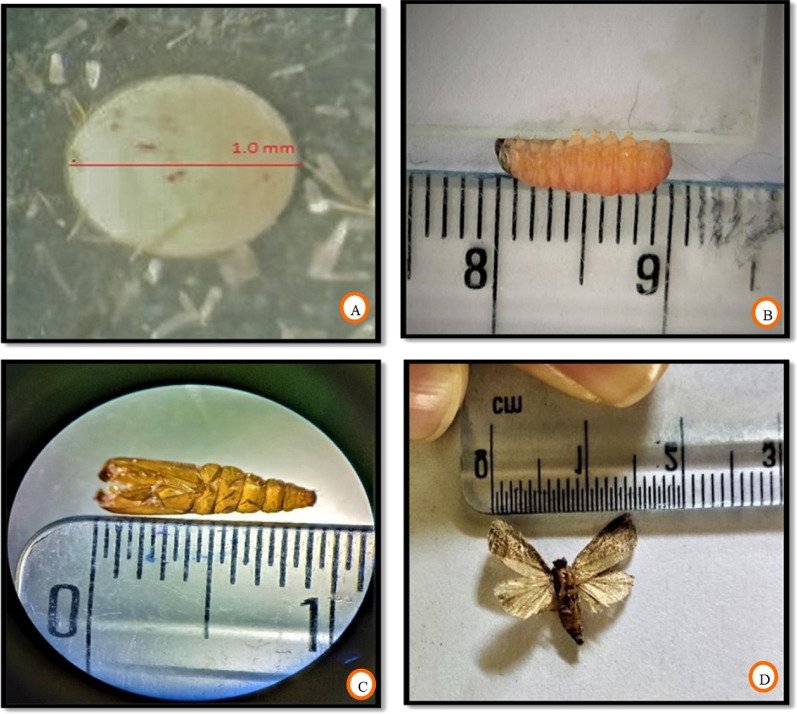 Figure 7