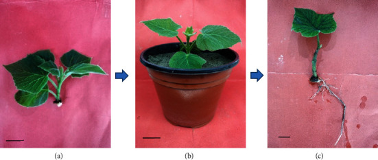 Figure 5