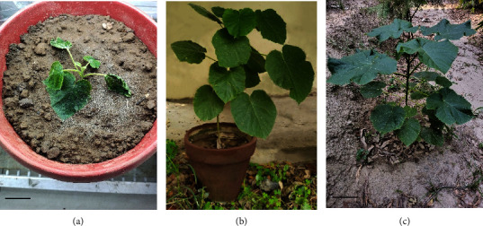 Figure 7
