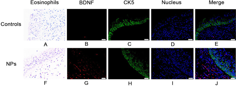 Fig.2