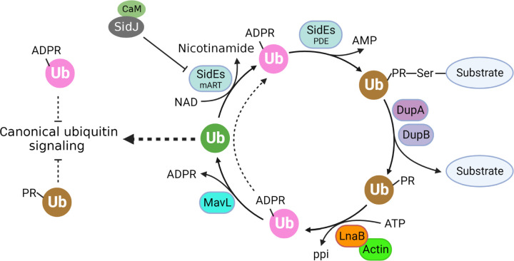 Figure 7
