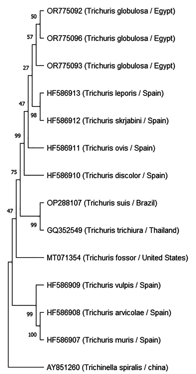 Figure 4