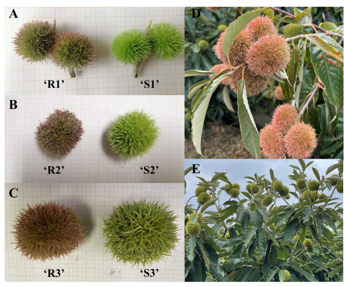 Figure 1