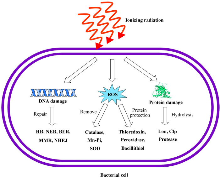 Fig 4