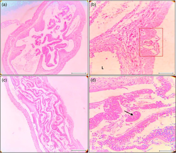 FIGURE 9