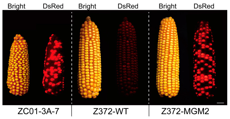 Figure 4