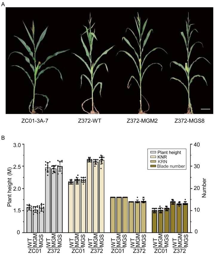 Figure 5