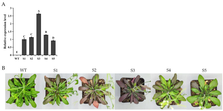 Figure 5