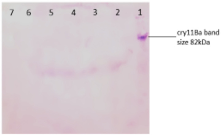 Figure 8