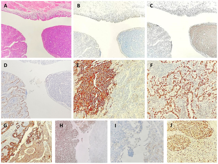 Figure 2