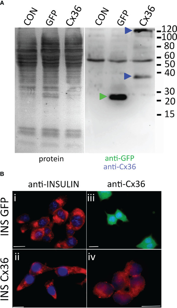 Figure 5