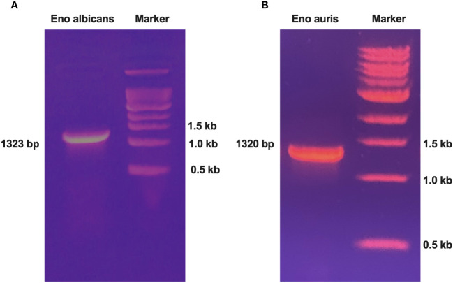 Figure 1